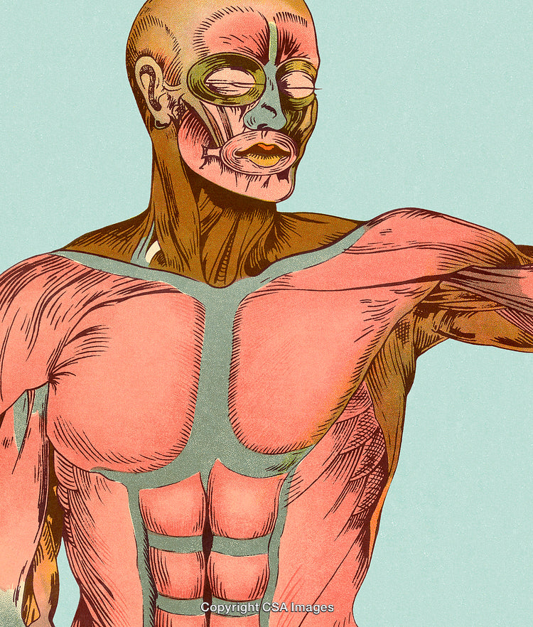 Detailed Illustration of Human Muscles Anatomy with Colorful Art Style