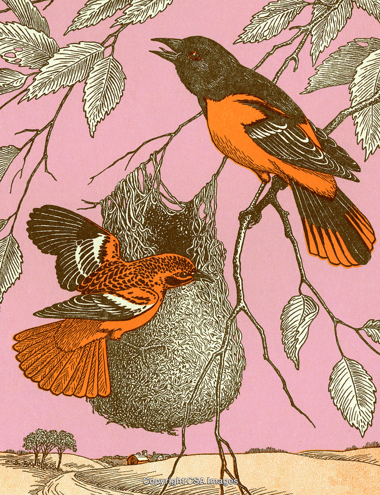 Vivid Artwork of Orioles and Nest Against a Pastel Pink Background