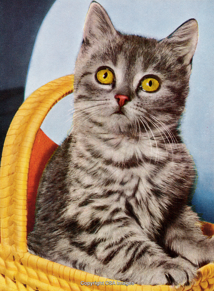 Gray Tabby Cat Sitting in Yellow Basket with Bright Yellow Eyes