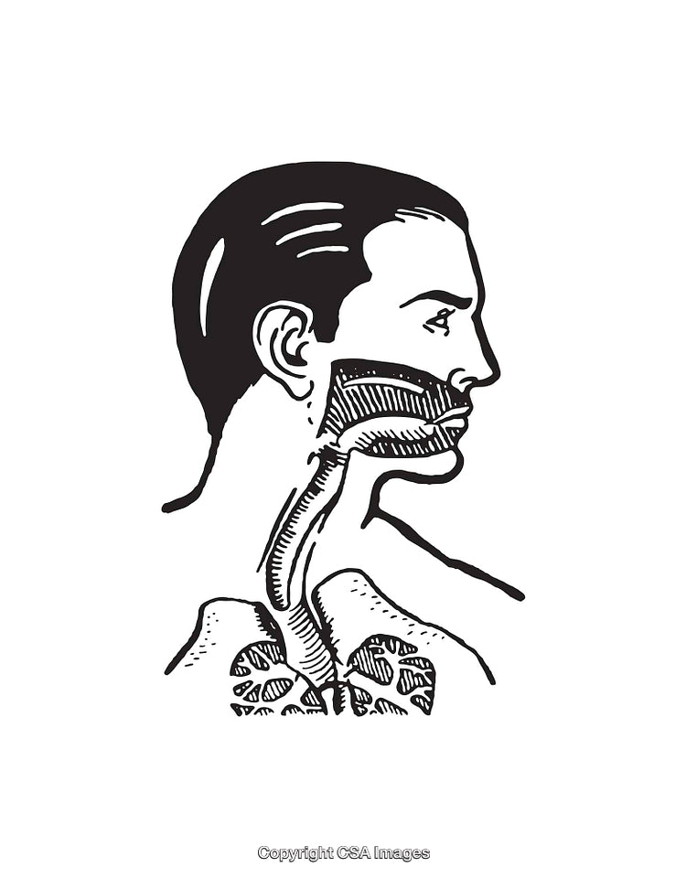 Medical Illustration of Human Head and Neck Anatomy in Line Art