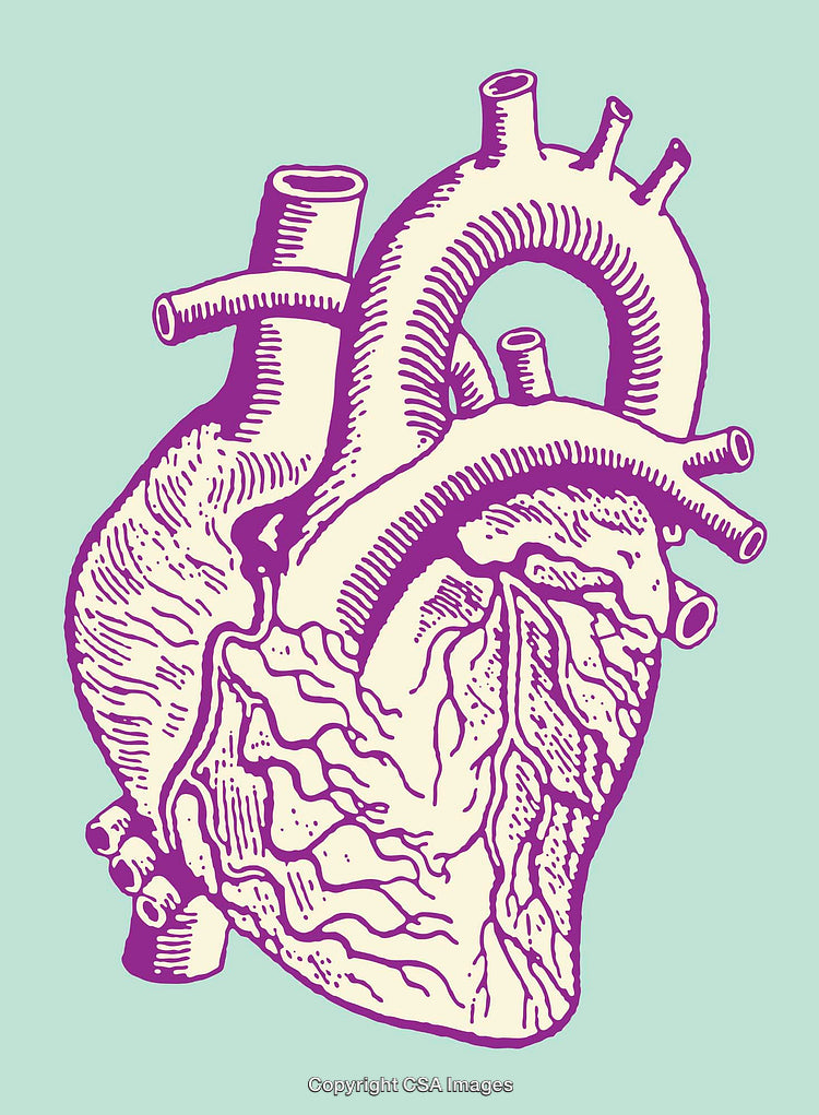 Detailed Medical Illustration of a Human Heart in Vibrant Color Style
