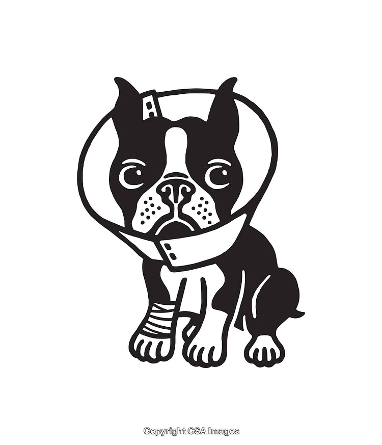 Black and White Line Art Design of a Dog with a Medical Collar