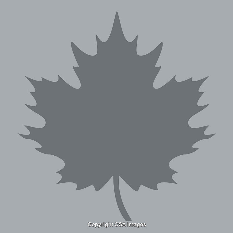 Silhouette of a Maple Leaf in Monochrome Color Design