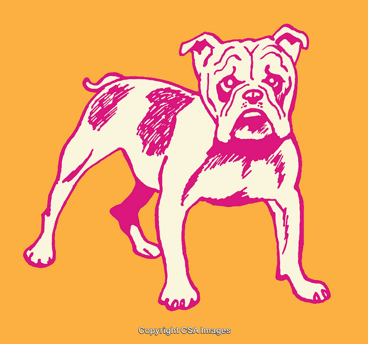 Colorful Line Art of a Bulldog on Orange Background