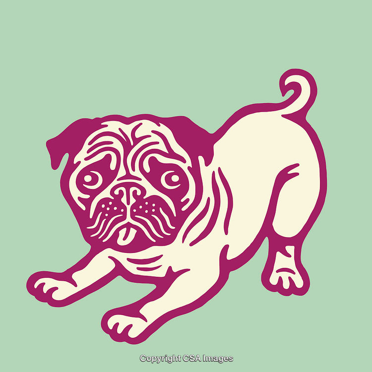 Colorful Line Art Illustration of a Playful Pug Puppy on Green Background