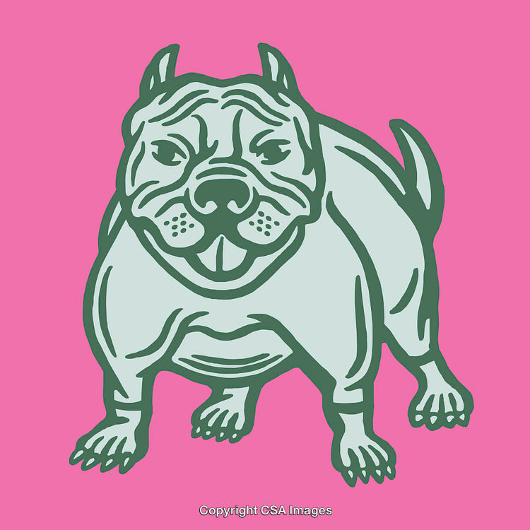 Color Line Art Illustration of a Bulldog with a Pink Background