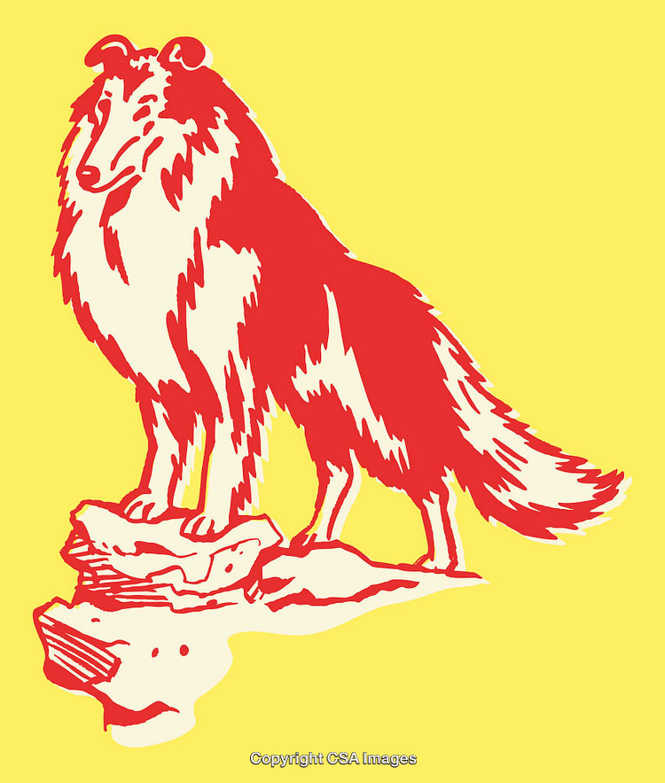 Vibrant Line Art Illustration of a Stylish Collie Dog on Yellow Background
