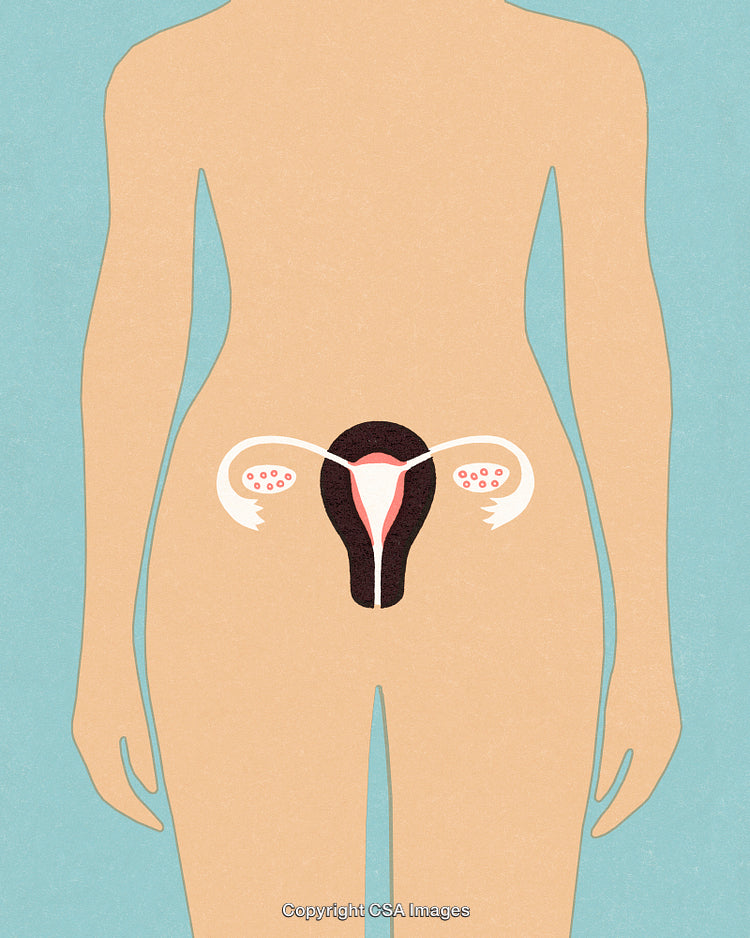 Illustration Depicting Female Reproductive System Anatomy With Uterus and Ovaries
