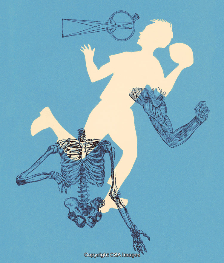 Silhouette Design of Human Anatomy Featuring Skeleton and Muscle Details