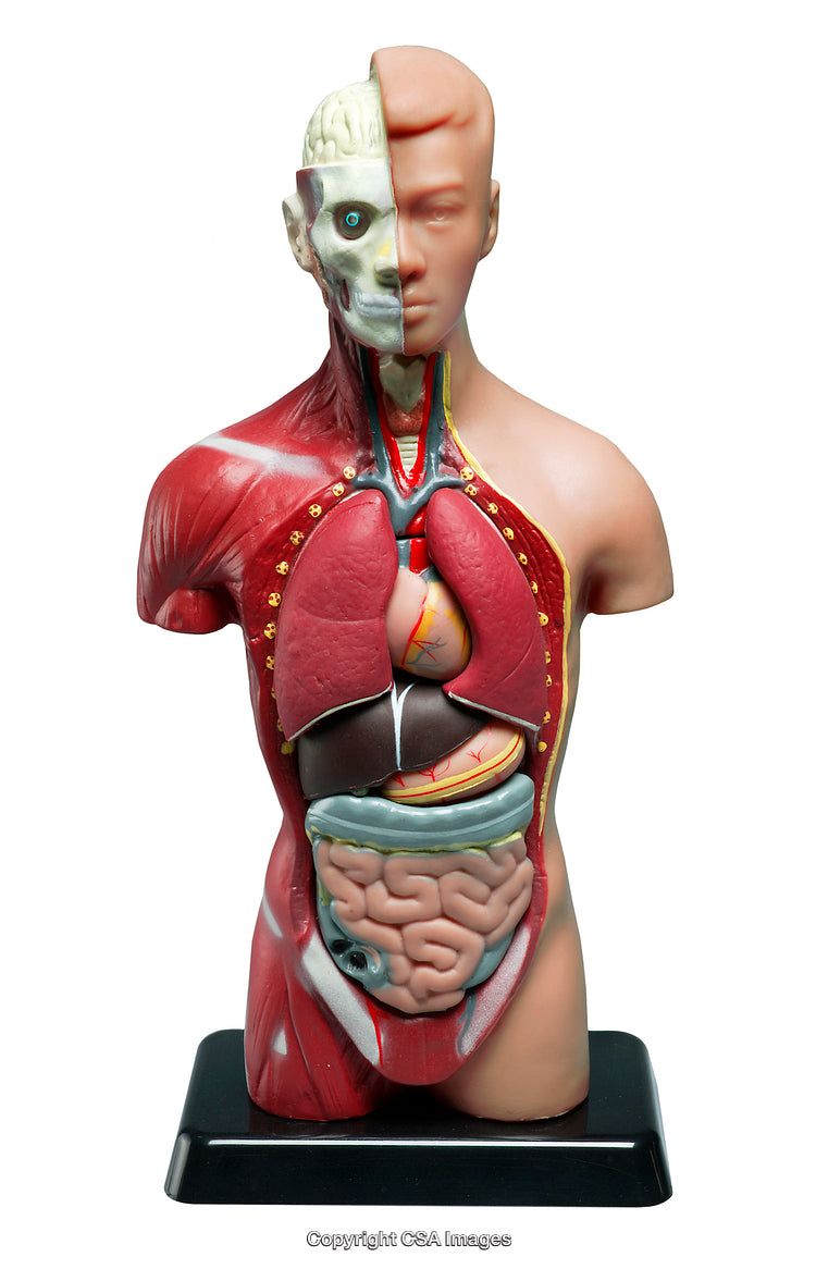 Human Anatomy Model Showing Internal Organs and Muscle Structure