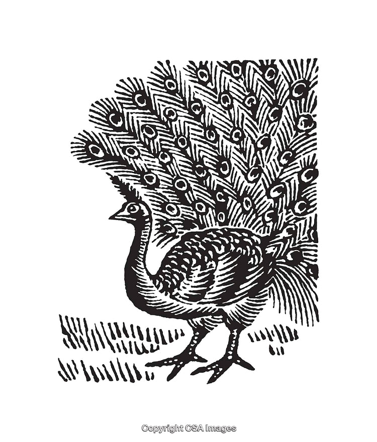Intricate Black And White Peacock Line Art Illustration
