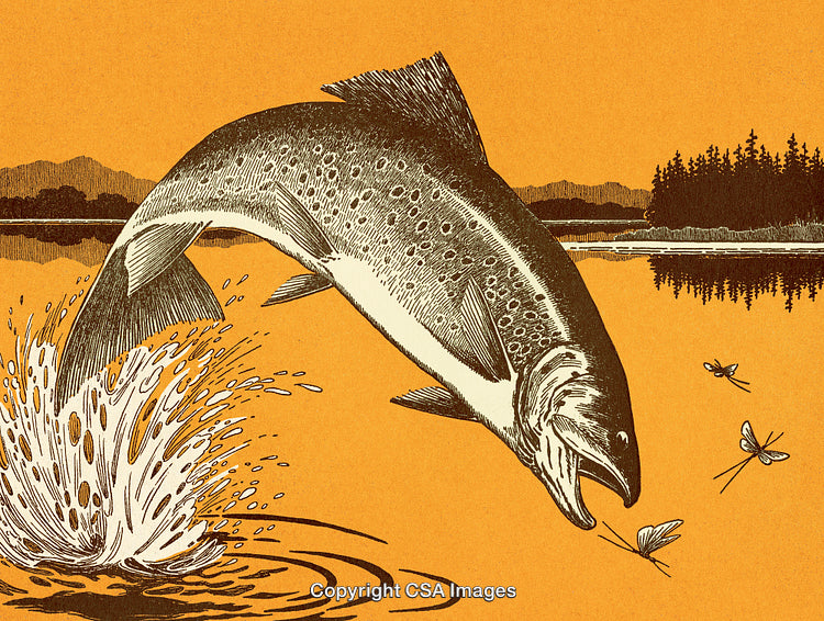 Vintage Illustration of Trout Jumping for Insects Over a Serene Lake Scene