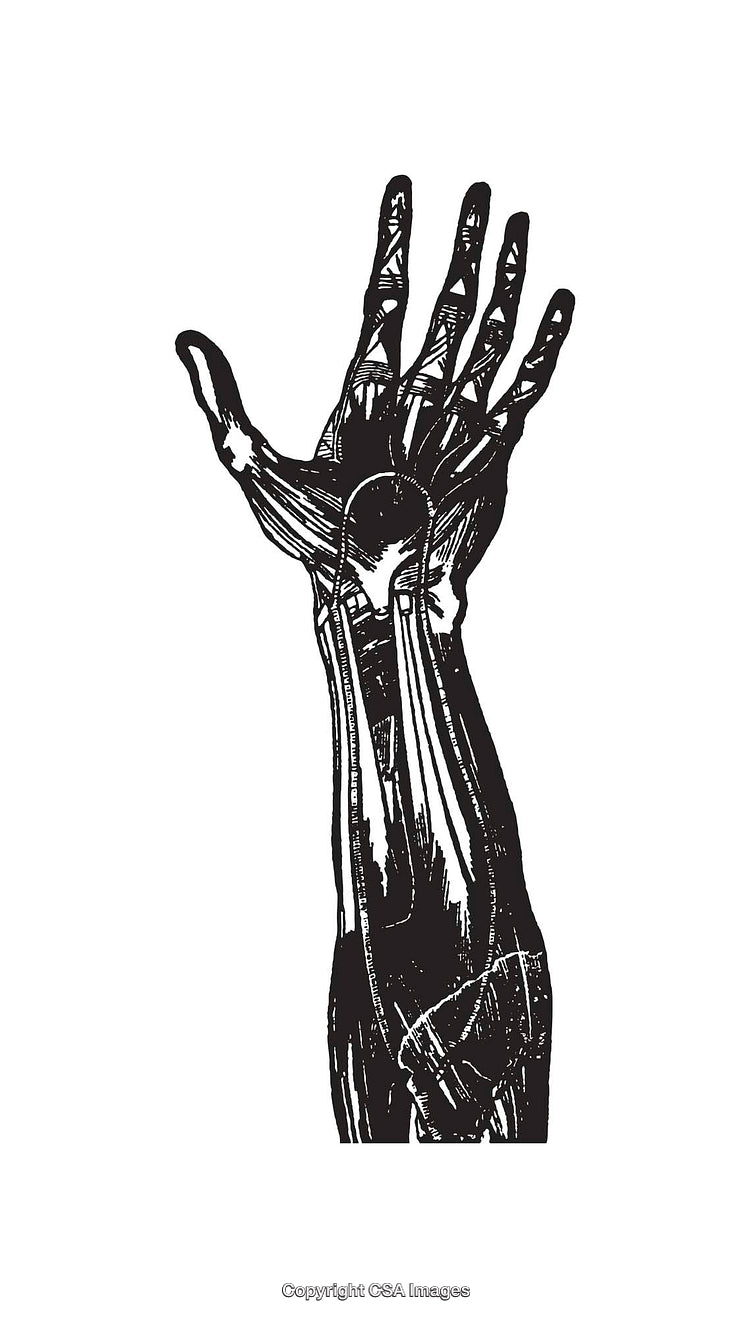 Black and White Line Art Illustration of Human Hand Anatomy