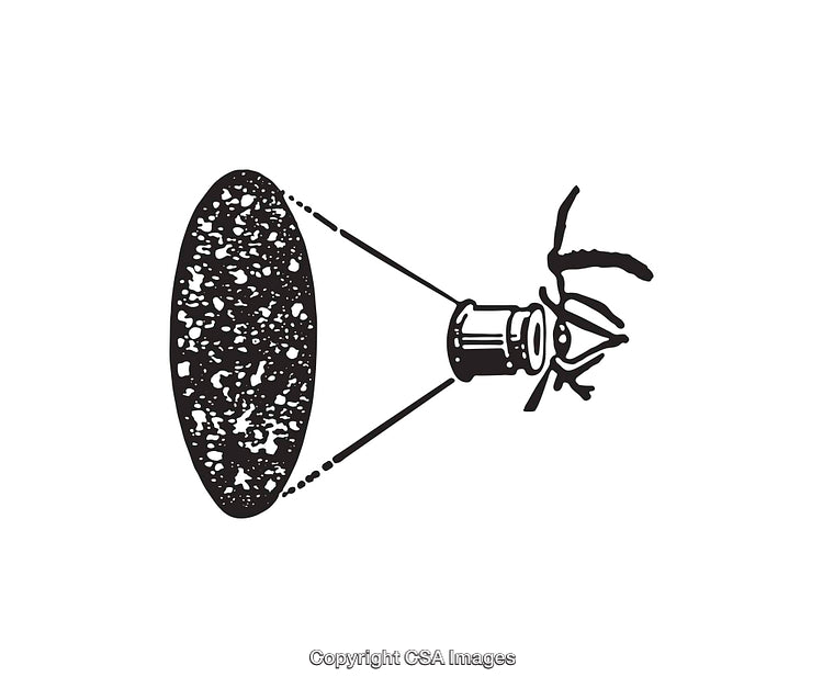 Detailed Black and White Illustration of Insect Anatomy with Lens Overlay