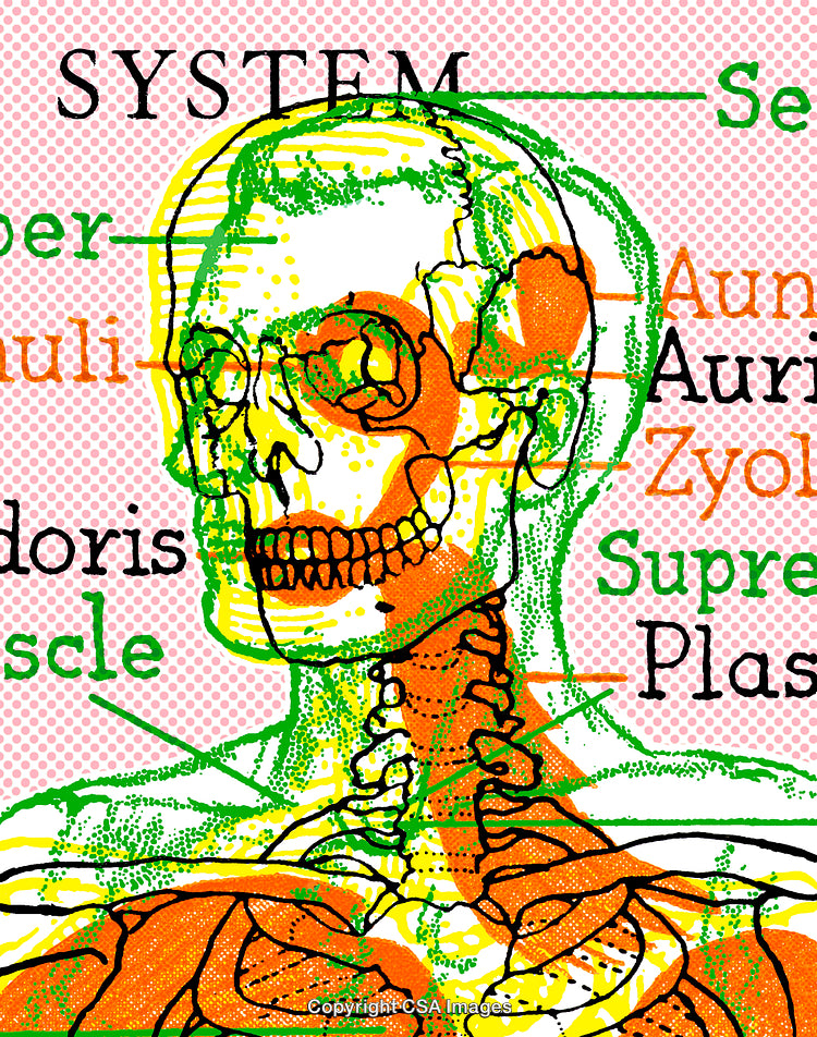 Vibrant Illustration of Skeletal Anatomy With Overlayed Muscle and Labels