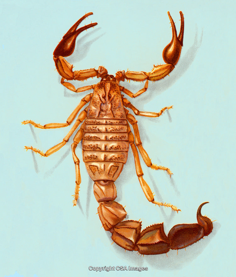 Detailed Illustration of a Scorpion from Above