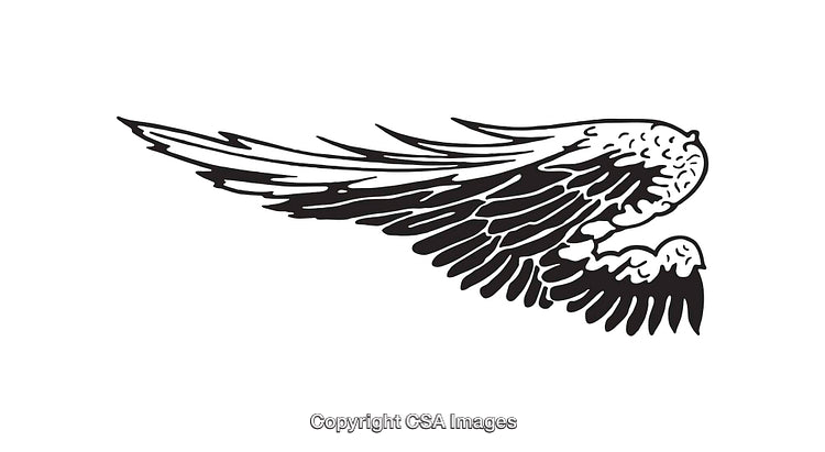 Intricate Black and White Line Art Illustration of Stylized Bird Wings