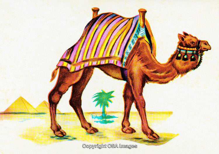 Illustration of a Decorated Camel in a Desert Setting with Pyramids