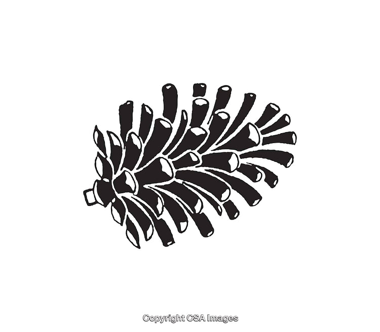 Black and White Line Art of a Pinecone Illustration