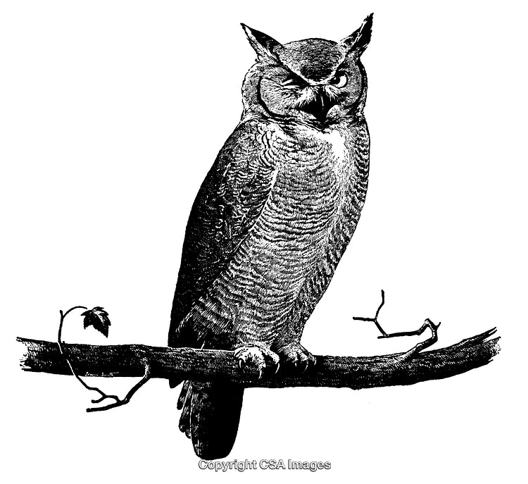 Black and White Engraving of an Owl Perching on a Branch