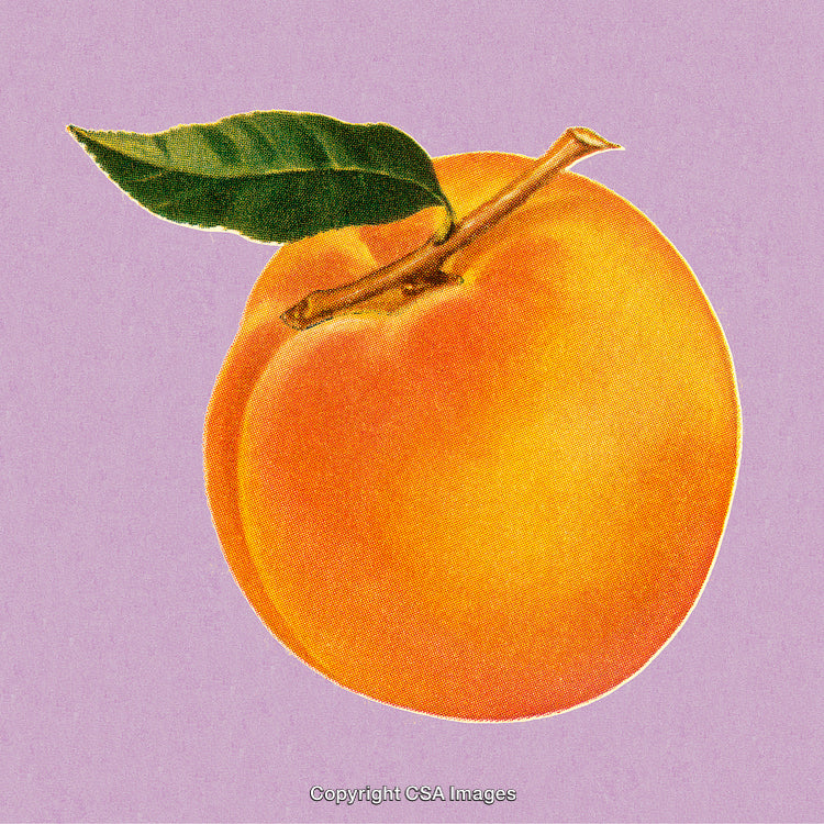 Bright Peach Illustration on Purple Pastel Background With Vintage Art Style