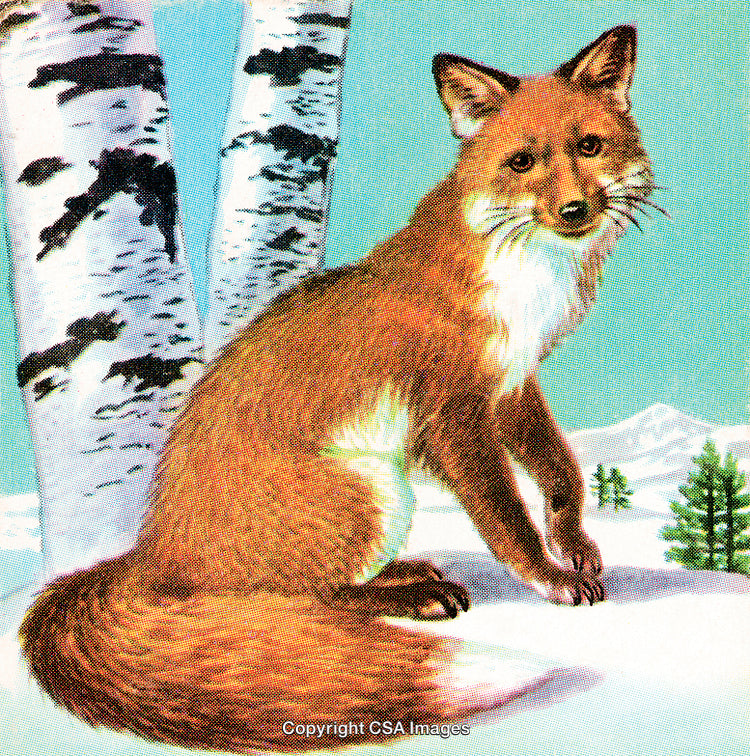 Red Fox Sitting in a Snowy Forest Amid Birch Trees and Winter Landscape