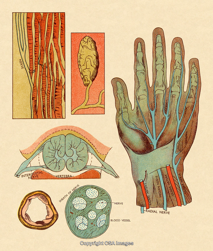 Detailed Anatomical Illustrations of Nerves, Hand, and Neuroanatomy in Vintage Style