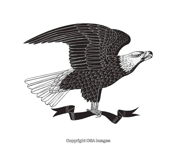 Majestic Eagle Line Art Illustration Featuring Wings Spread and Ribbon