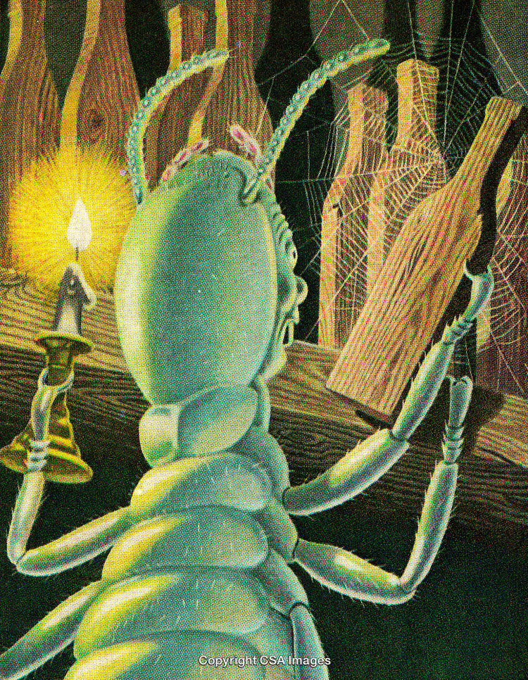Whimsical Illustration of a Bug Exploring a Cobwebbed Cellar