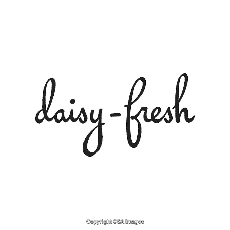 Handwritten Calligraphy Script Reading Daisy-Fresh on White Background