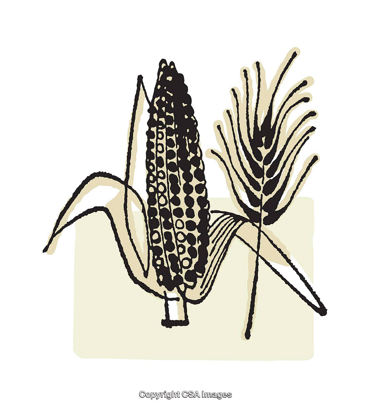 Illustration of Corn and Wheat with Soft Beige Background