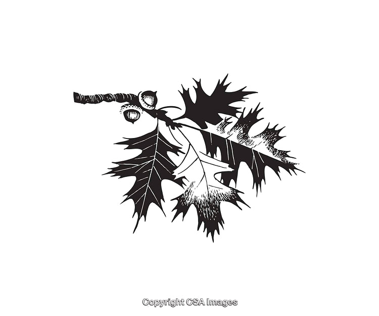 Detailed Black and White Illustration of Tree Leaves and Acorns