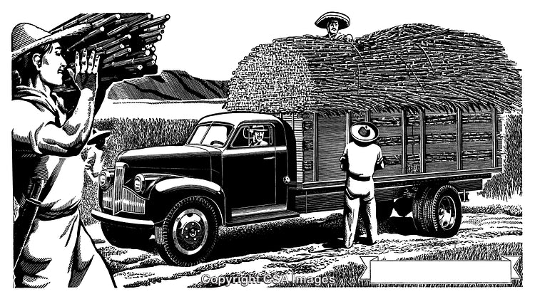 Retro Farmers Loading Sugarcane On A Vintage Truck In Black And White