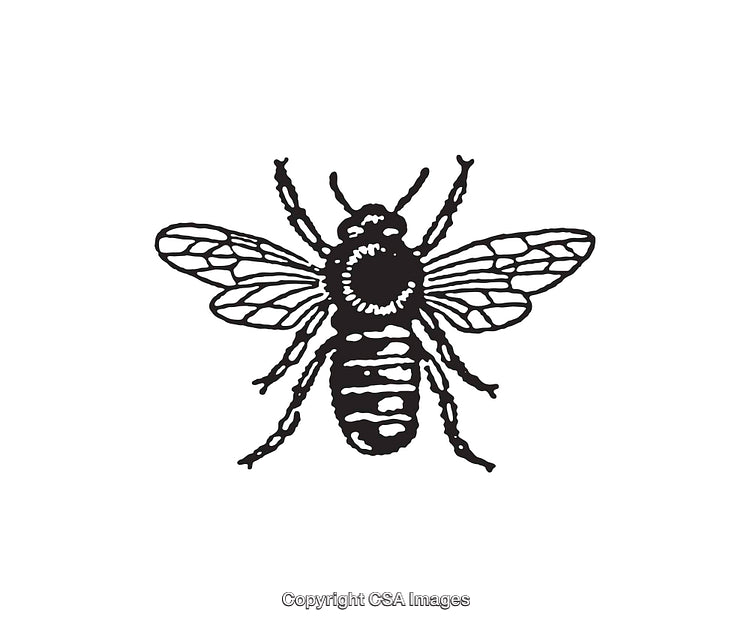 Detailed Black and White Bee Line Art Illustration