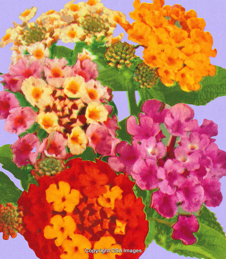 Vibrant Botanical Scene of Colorful Flowers in a Stylized Print Style