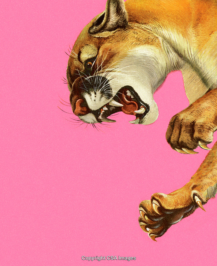 Illustration of a Fierce Cougar Growling on a Vibrant Pink Background