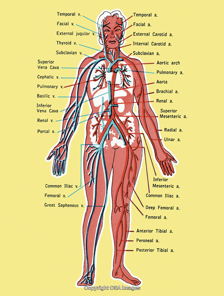 Detailed Illustration of Human Circulatory System Arteries and Veins