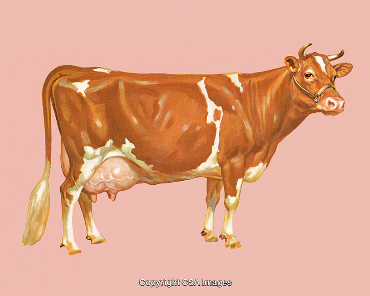 Brown and White Dairy Cow Displayed on Pastel Pink Background