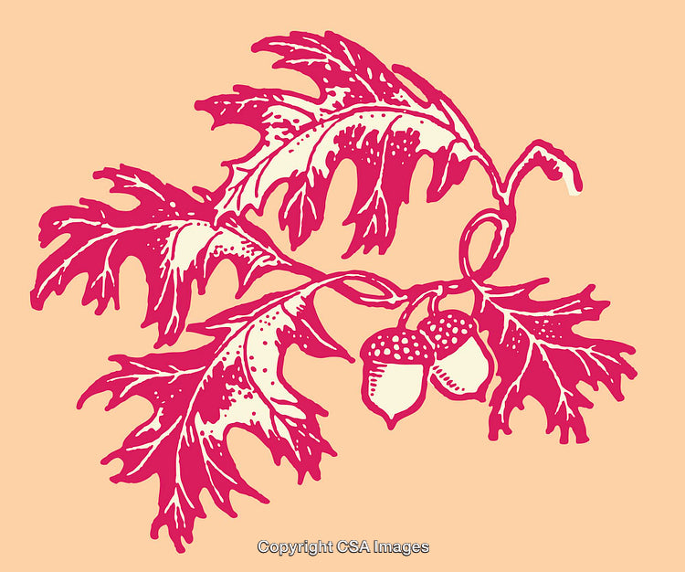 Colored Line Art Illustration of Oak Leaves and Acorns on Peach Background