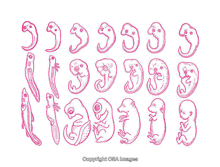 Illustration of Embryo Development Stages for Various Vertebrate Species