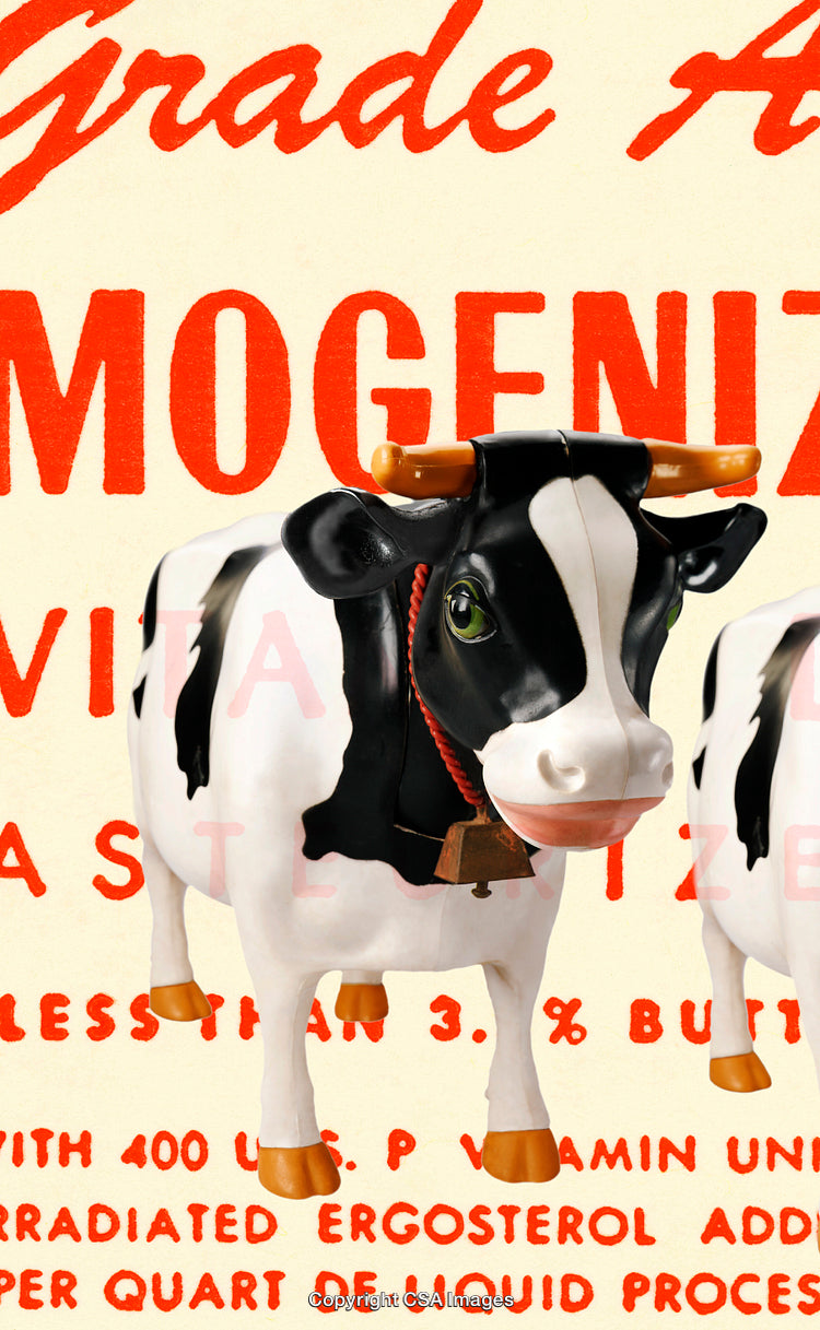 Plastic Toy Cow in Front of Vintage Dairy Advertisement Poster