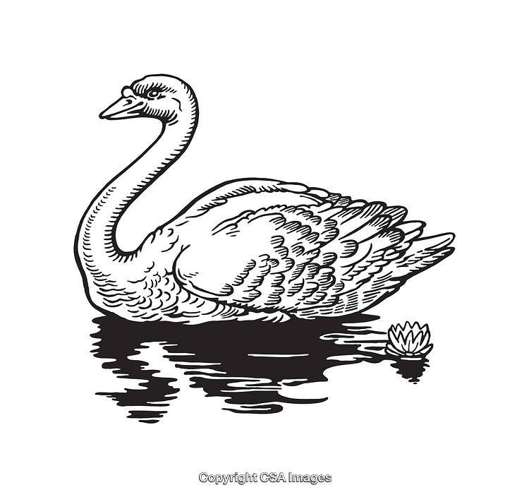 Elegant Black-And-White Swan Illustration on a Calm Reflective Lake