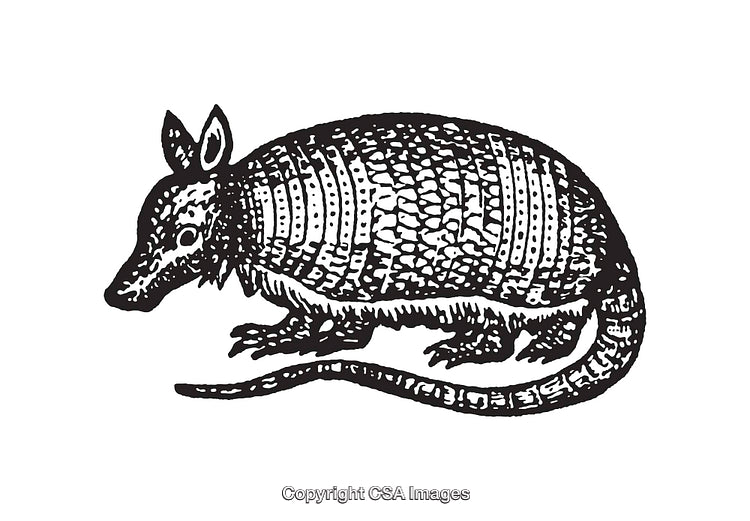 Detailed Black and White Line Art Illustration of an Armadillo