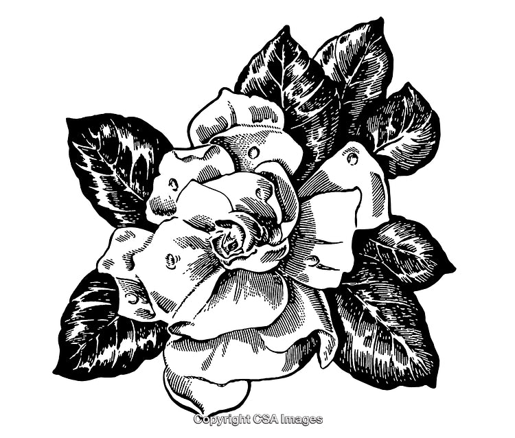 Intricate Black and White Rose Engraving Art with Detailed Leaves