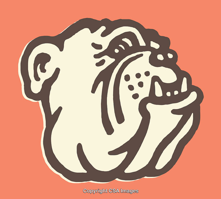 Color Line Art Illustration of a Bulldog Drawing on Orange Background