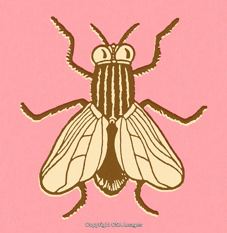 Stylized Illustration of a Fly on a Pink Background