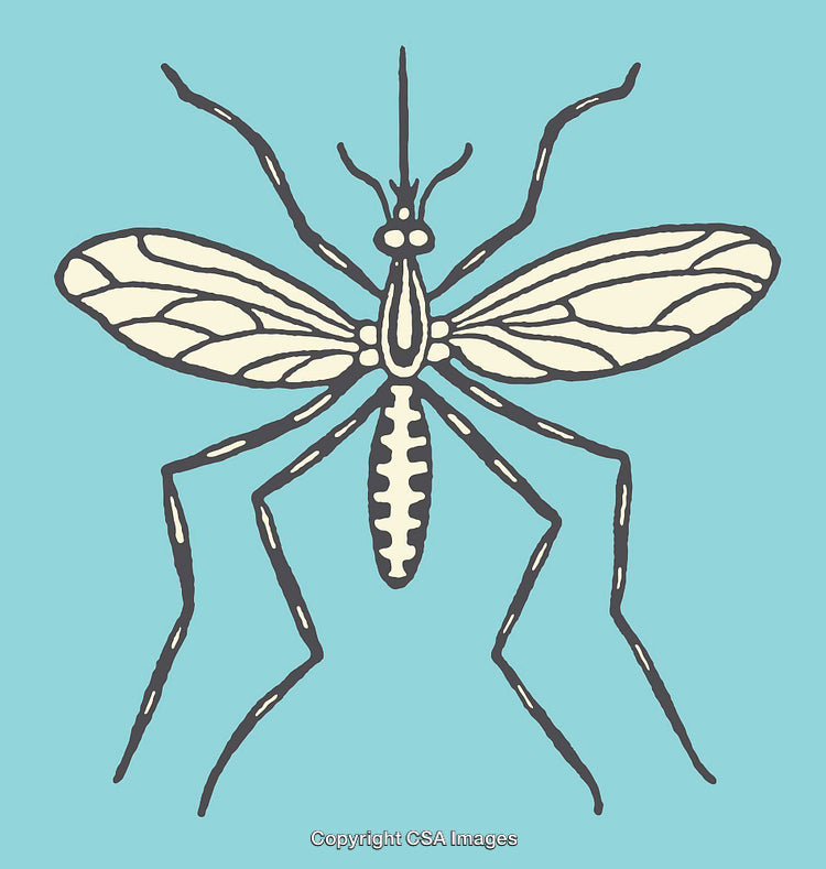Detailed Line Art Illustration of a Mosquito on Blue Background