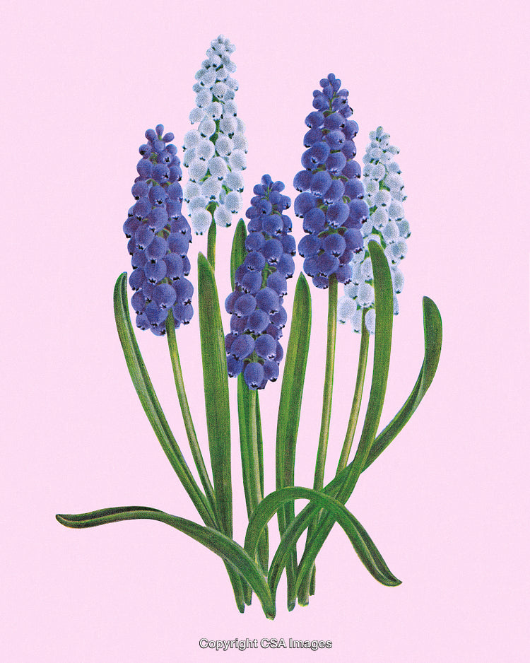 Illustration of Purple and White Grape Hyacinths on a Light Pink Background
