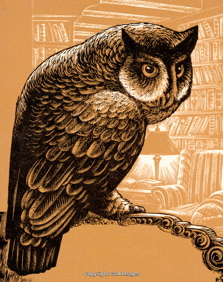 Illustrated Owl Resting Inside a Cozy Library with Bookshelves in Background