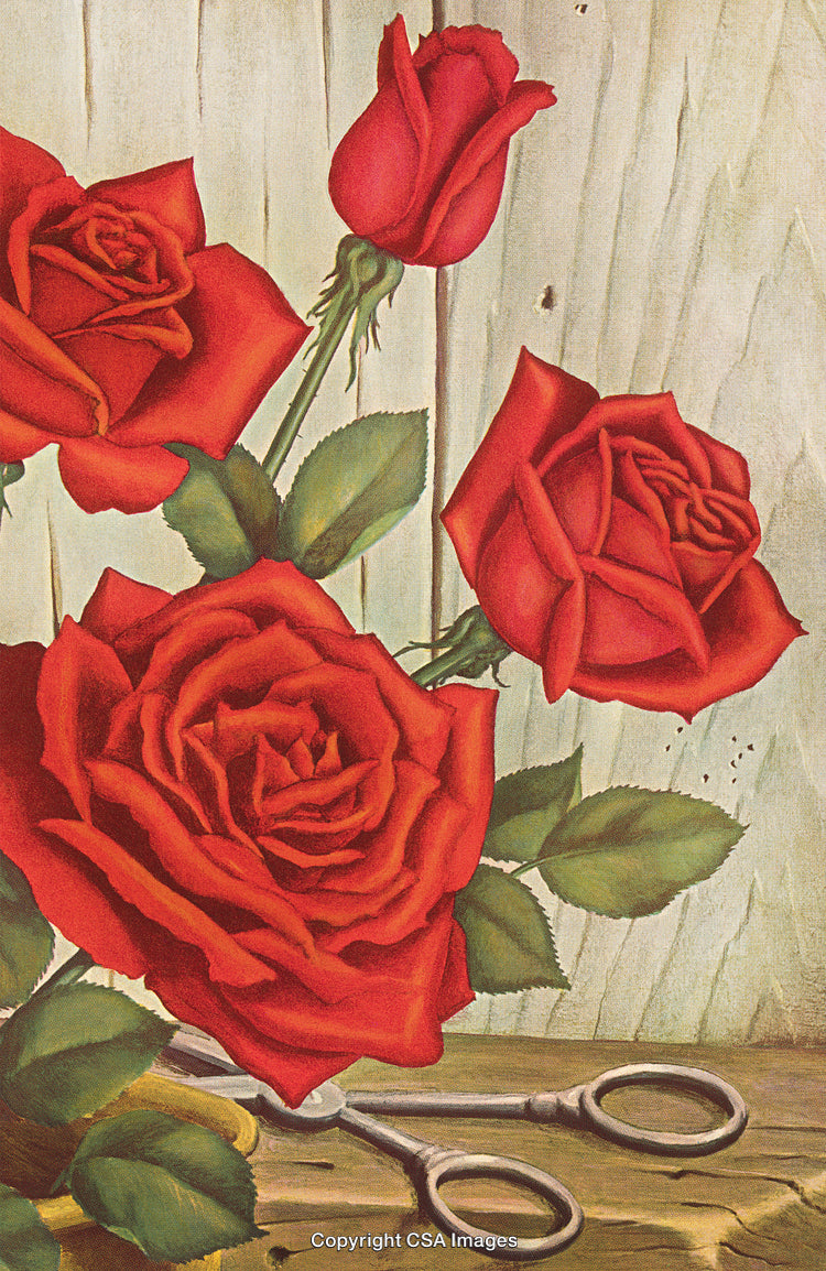 Vibrant Red Roses Arranged on a Rustic Wooden Background with Scissors